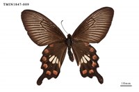 藏品(紅珠鳳蝶)的圖片